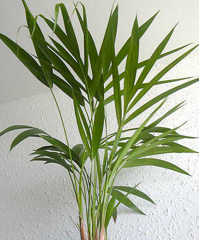 Areca01