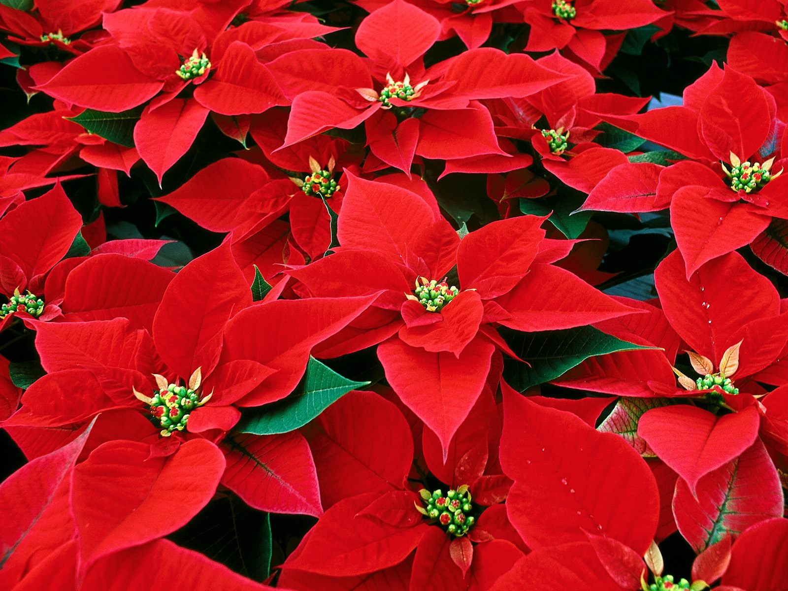 Flores-de-pascua1