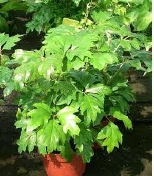 cissus