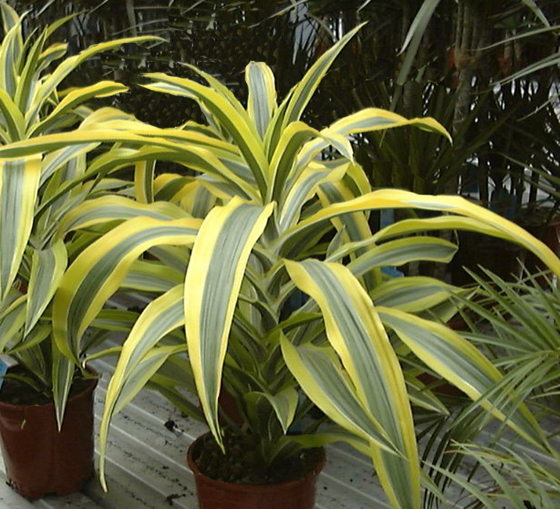 dracena