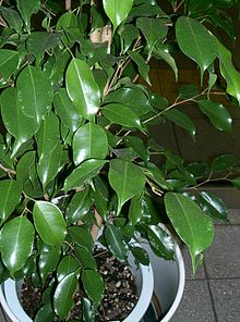 ficus2