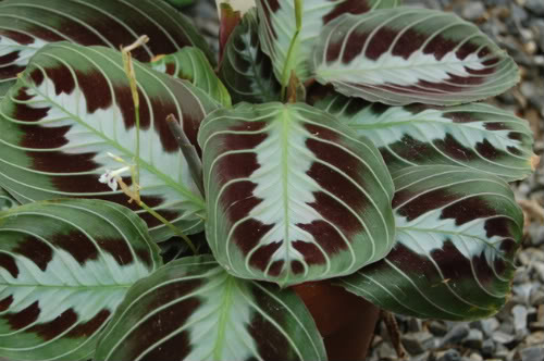 maranta