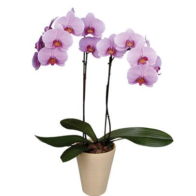 orquidea-lila
