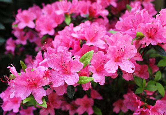 azalea