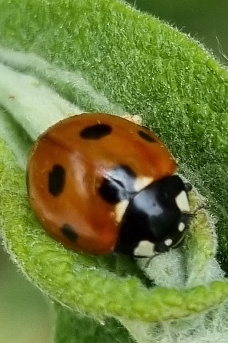 Biodiversidad aliada de Eguzki eco-jardín