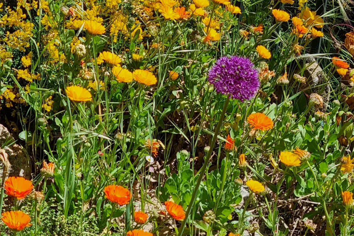Realizamos tu jardín_Eguzki eco-jardín
