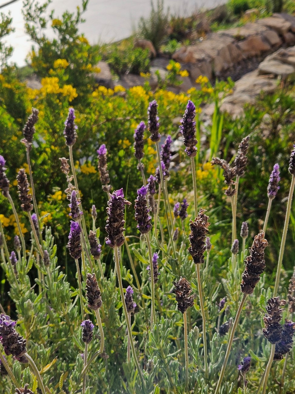 jardin en rocalla eguzki eco jardín