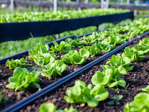 sistemas de riego ecologico y sostenible Eguzki eco jardin